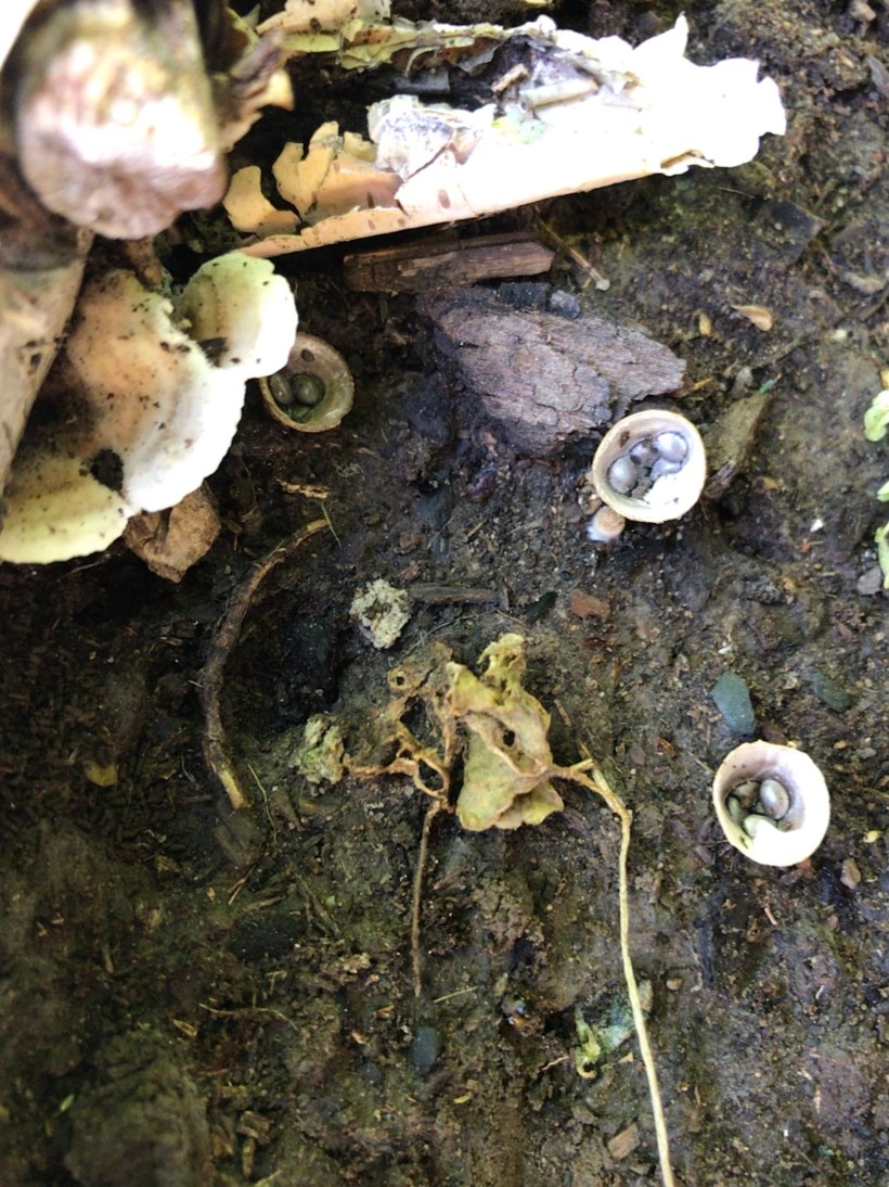 E047A6AE-F9C4-43FA-81A6-2734B0F2385C