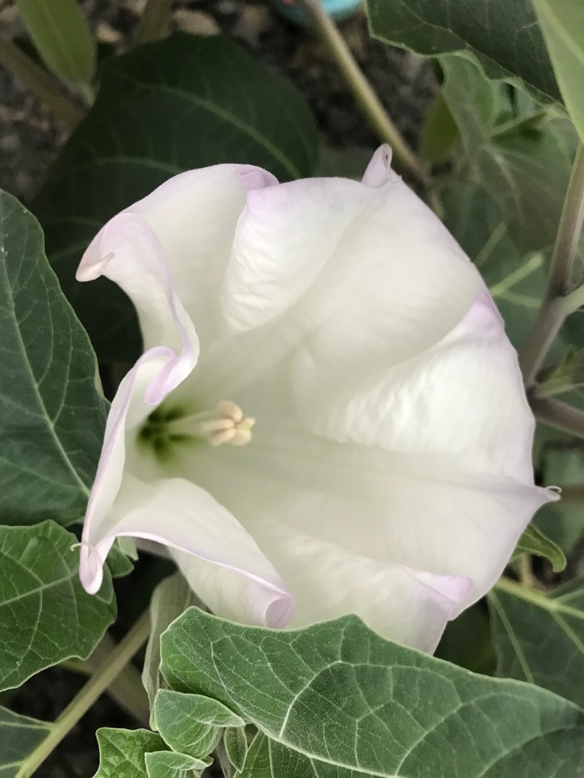 D4D0DE17-227D-496A-953F-22036DF7CCF1