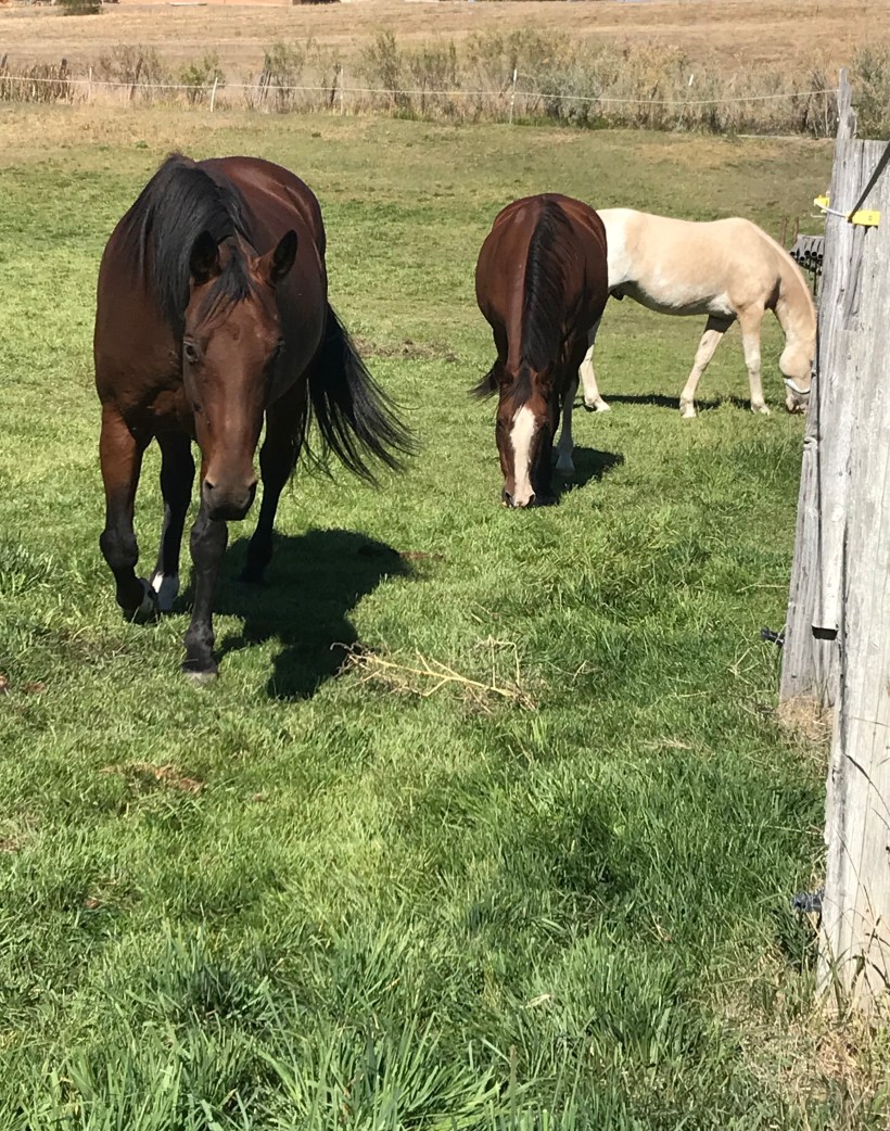 928eec39-24c6-4769-98ae-5438839c0c2a