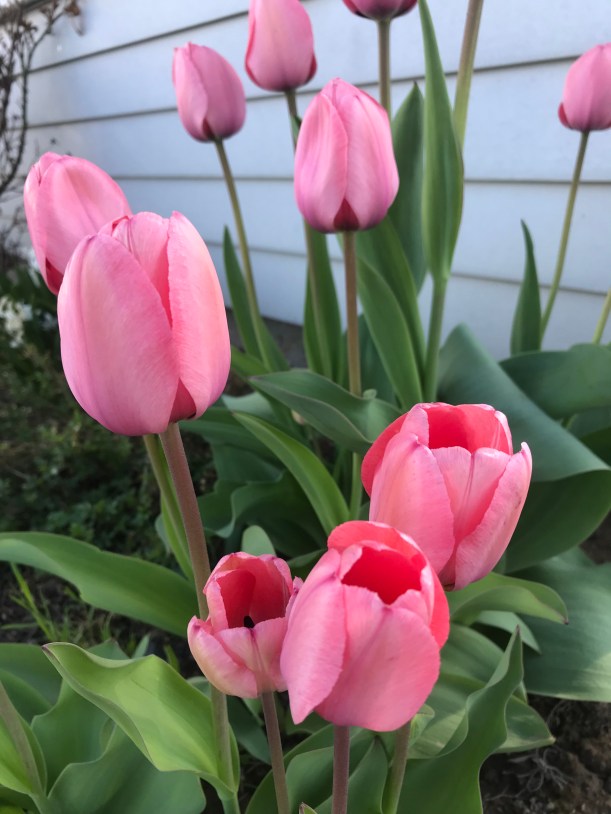 6C8691BC-7A20-432B-86CB-665F9835D020