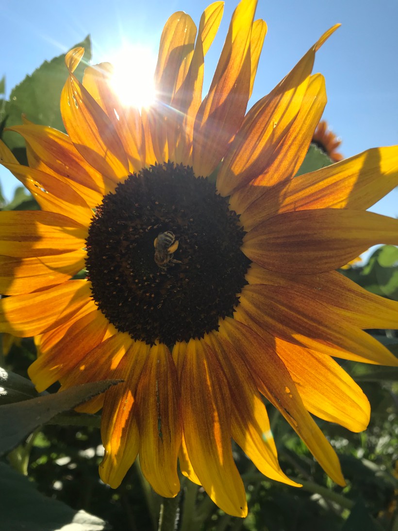 1DF1217E-36C1-43CF-960B-7294F588162A