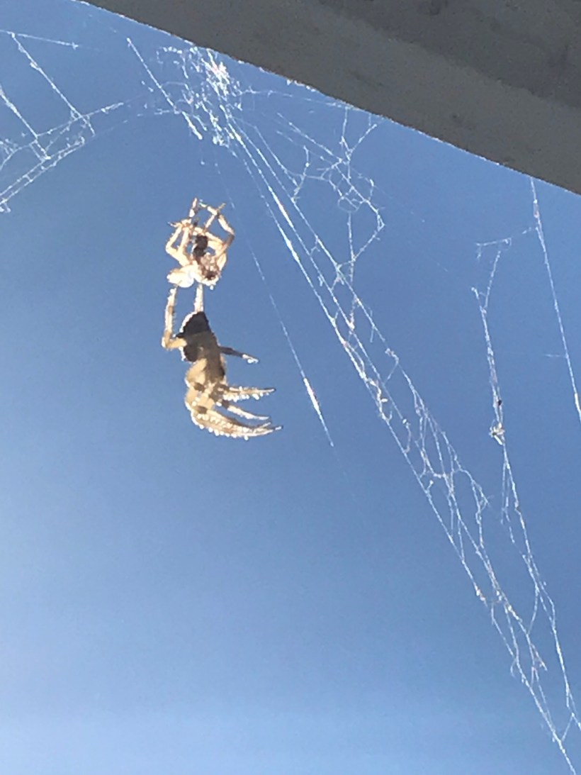 60DA668B-5D45-40B8-8F2A-7FF45FC46F56