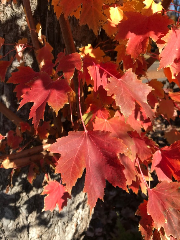 A16350E1-FAA8-44EF-9317-BEAC82D14FEC