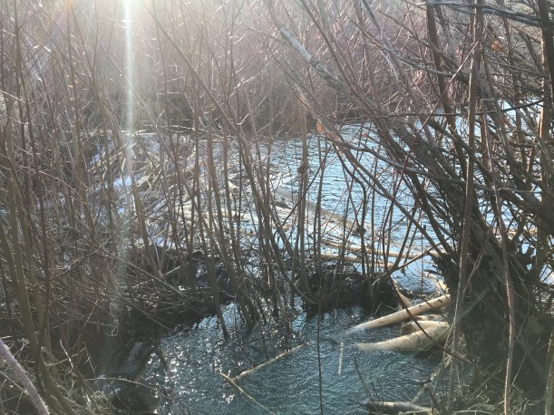 593AAD55-B730-4222-9732-A1C14B49EA7B