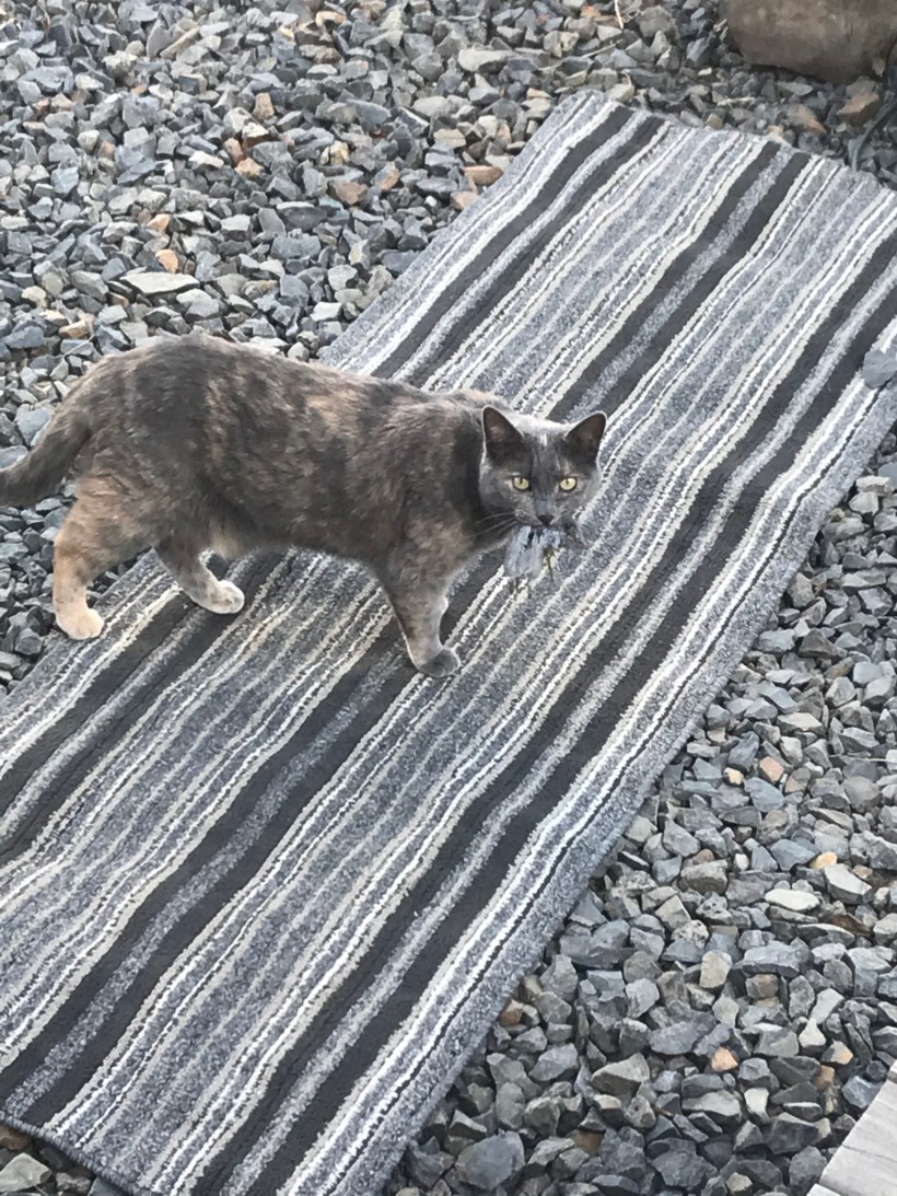 6B91AE05-C592-4D0B-B760-6FE1FE16F393