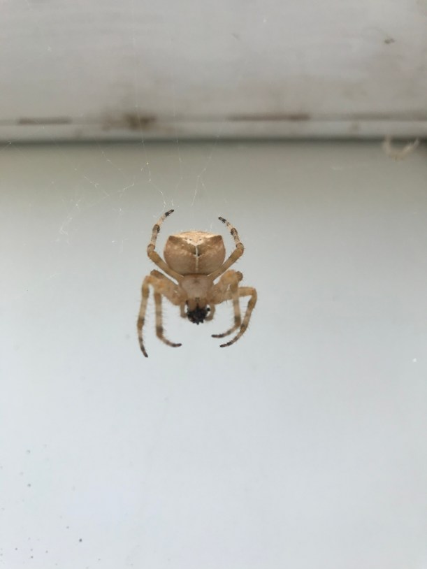 C7C96B10-C740-4126-8C5E-B1B6C96363B0