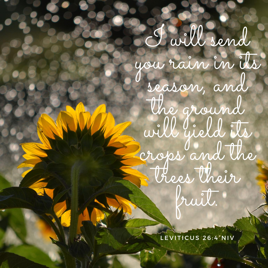 love and joyI will send you rain in its season, and the ground will yield its crops and the trees their fruit.