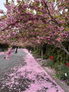 Haiku Moment: spring waltz | Love, Laughter, and Life