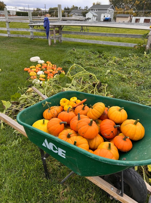 during the pumpkin harvest