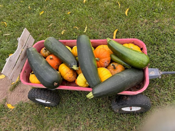 wagon for the animal farm next door